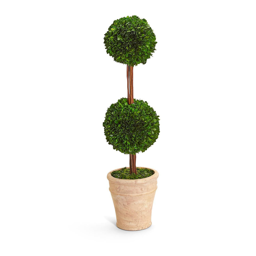 Two's Company 31 1/2 Preserved Boxwood Cone Topiary