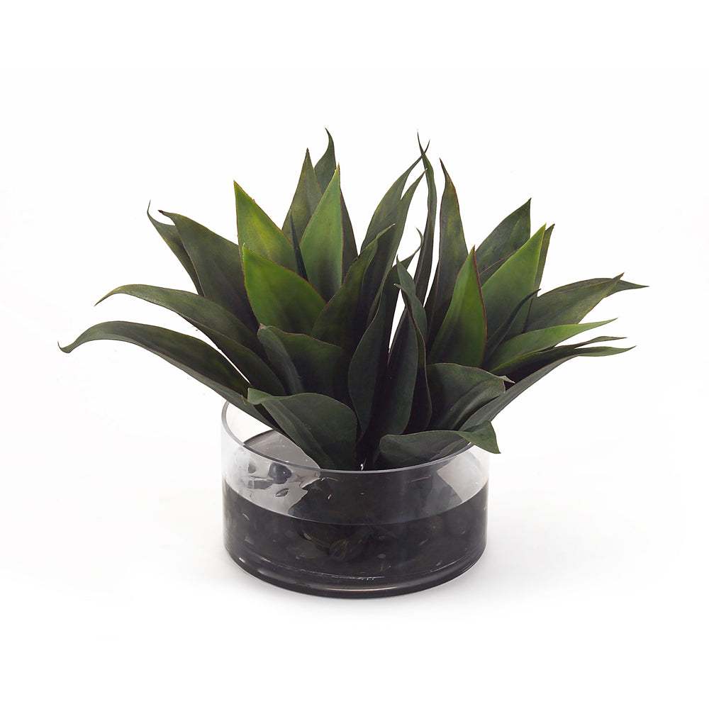 Aqua Agave | John-Richard - JRB-2878W